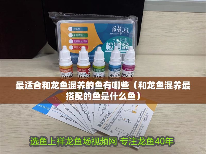 最適合和龍魚混養(yǎng)的魚有哪些（和龍魚混養(yǎng)最搭配的魚是什么魚）