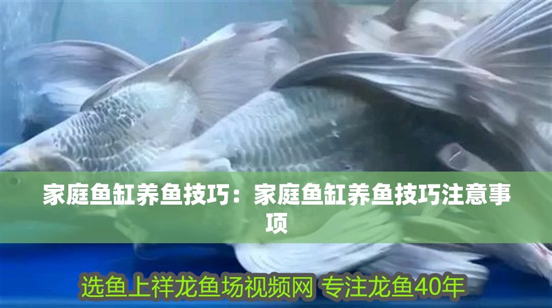 家庭魚缸養魚技巧：家庭魚缸養魚技巧注意事項