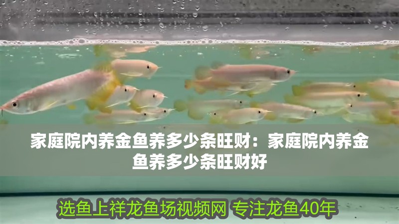 家庭院內養(yǎng)金魚養(yǎng)多少條旺財：家庭院內養(yǎng)金魚養(yǎng)多少條旺財好
