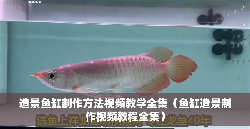 造景魚缸制作方法視頻教學全集（魚缸造景制作視頻教程全集）