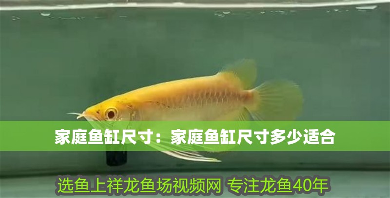 家庭魚缸尺寸:家庭魚缸尺寸多少適合 龍魚百科 第1張 家庭魚缸尺寸:家庭魚缸尺寸多少適合 家庭魚缸尺寸:家庭魚缸尺寸多少適合 龍魚百科 第1張