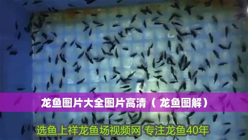 龍魚圖片大全圖片高清（ 龍魚圖解）