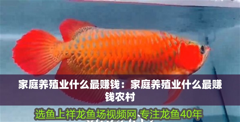 家庭養殖業什么最賺錢：家庭養殖業什么最賺錢農村 家庭養殖業什么最賺錢：家庭養殖業什么最賺錢農村 龍魚百科 第1張