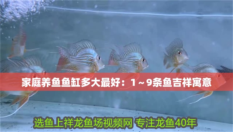家庭養(yǎng)魚魚缸多大最好：1～9條魚吉祥寓意 家庭養(yǎng)魚魚缸多大最好：1～9條魚吉祥寓意 龍魚百科 第1張