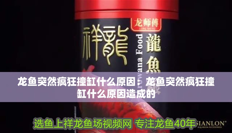 龍魚突然瘋狂撞缸什么原因:龍魚突然瘋狂撞缸什么原因造成的 水族問答 龍魚突然瘋狂撞缸什么原因:龍魚突然瘋狂撞缸什么原因造成的 龍魚突然瘋狂撞缸什么原因:龍魚突然瘋狂撞缸什么原因造成的 水族問答