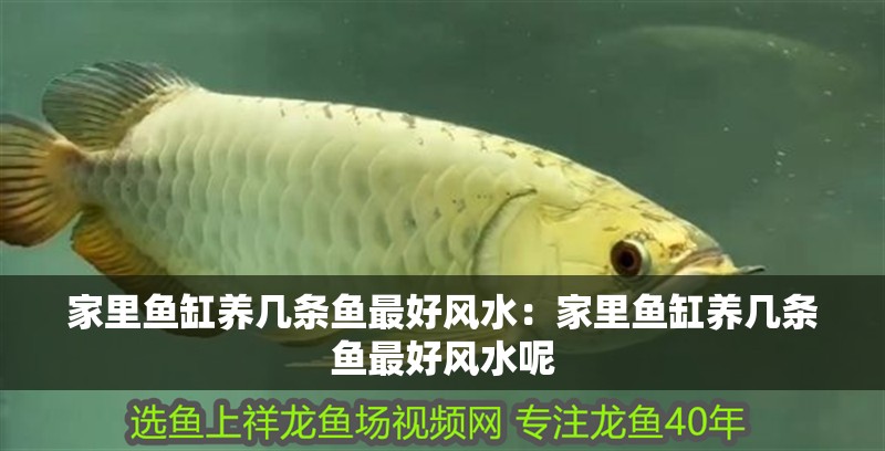 家里魚(yú)缸養(yǎng)幾條魚(yú)最好風(fēng)水：家里魚(yú)缸養(yǎng)幾條魚(yú)最好風(fēng)水呢