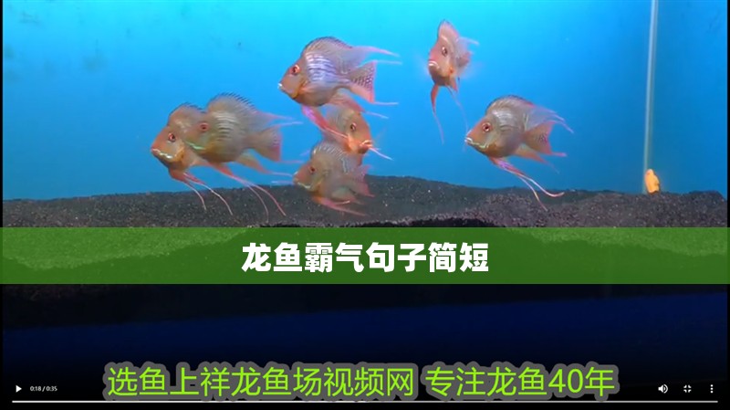龍魚霸氣句子簡短