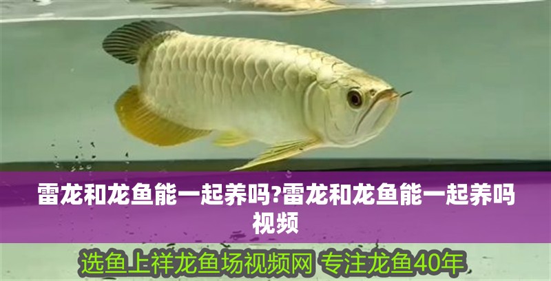 雷龍和龍魚能一起養(yǎng)嗎?雷龍和龍魚能一起養(yǎng)嗎視頻