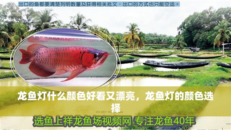 龍魚燈什么顏色好看又漂亮，龍魚燈的顏色選擇
