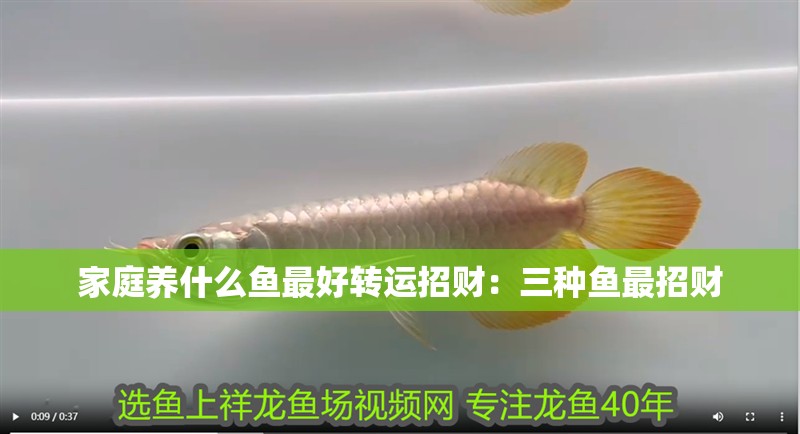 家庭養什么魚最好轉運招財：三種魚最招財 家庭養什么魚最好轉運招財：三種魚最招財 龍魚百科 第1張