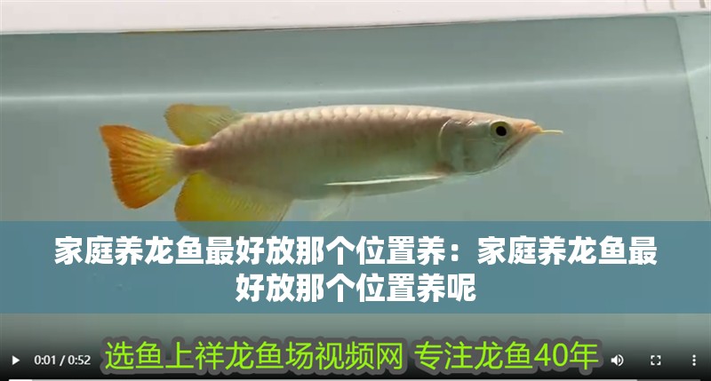 家庭養龍魚最好放那個位置養：家庭養龍魚最好放那個位置養呢