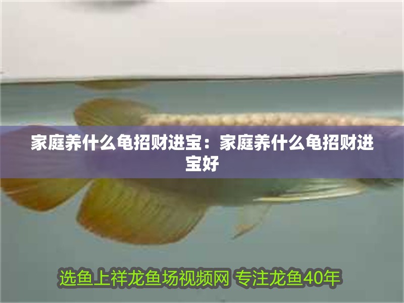 家庭養什么龜招財進寶：家庭養什么龜招財進寶好