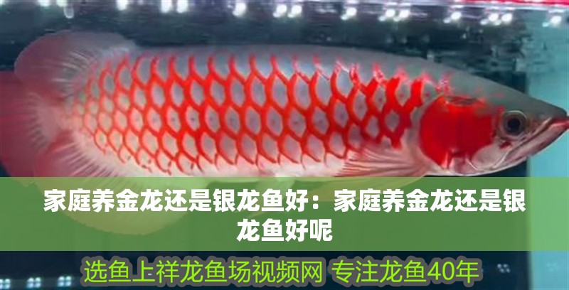 家庭養金龍還是銀龍魚好：家庭養金龍還是銀龍魚好呢 家庭養金龍還是銀龍魚好：家庭養金龍還是銀龍魚好呢 龍魚百科 第2張
