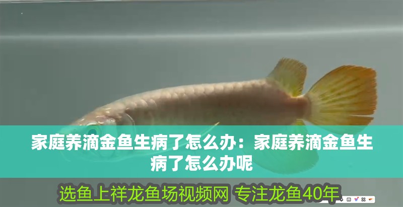 家庭養滴金魚生病了怎么辦：家庭養滴金魚生病了怎么辦呢