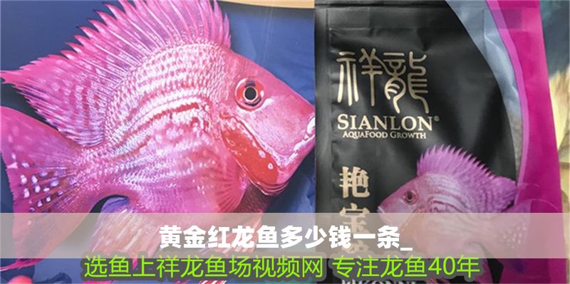 黃金紅龍魚多少錢一條_