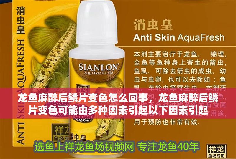 龍魚麻醉后鱗片變色怎么回事，龍魚麻醉后鱗片變色可能由多種因素引起以下因素引起 龍魚麻醉后鱗片變色怎么回事，龍魚麻醉后鱗片變色可能由多種因素引起以下因素引起 龍魚百科 第2張