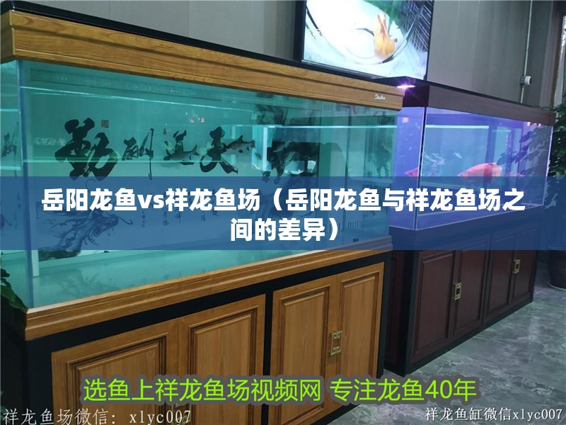 岳陽龍魚vs祥龍魚場（岳陽龍魚與祥龍魚場之間的差異）