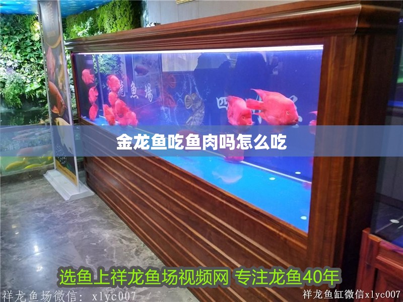 金龍魚吃魚肉嗎怎么吃