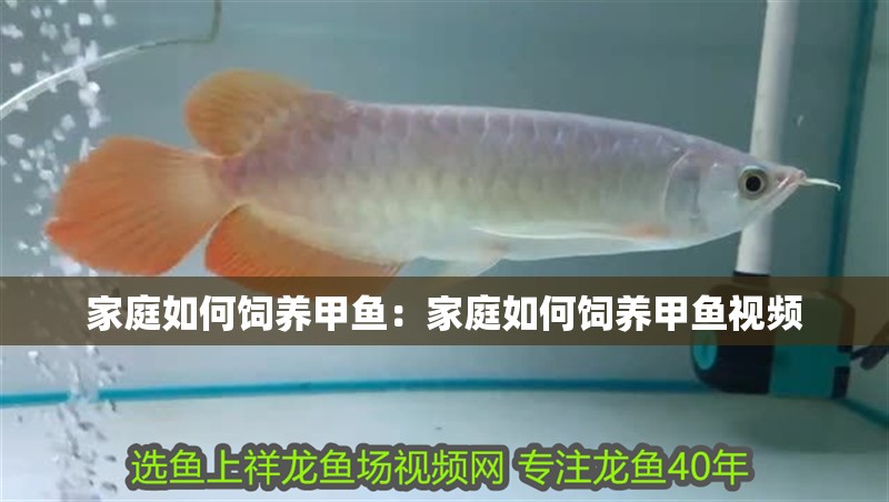 家庭如何飼養(yǎng)甲魚：家庭如何飼養(yǎng)甲魚視頻