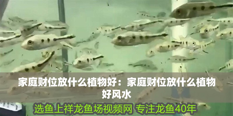 家庭財位放什么植物好：家庭財位放什么植物好風(fēng)水