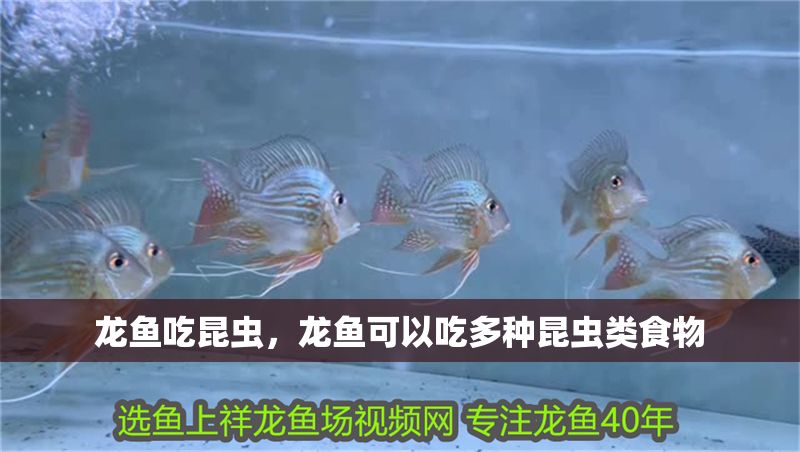 龍魚吃昆蟲，龍魚可以吃多種昆蟲類食物