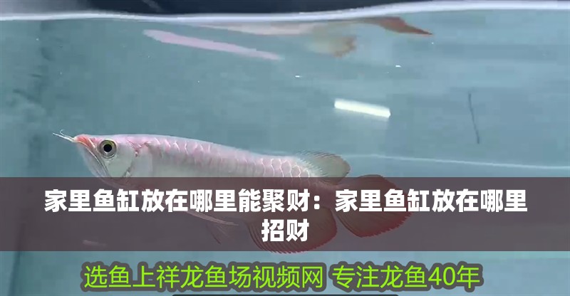 家里魚缸放在哪里能聚財：家里魚缸放在哪里招財