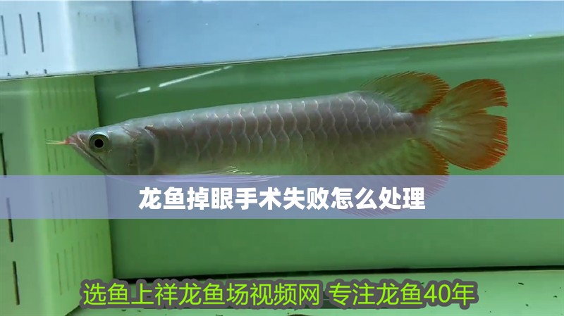 龍魚掉眼手術(shù)失敗怎么處理