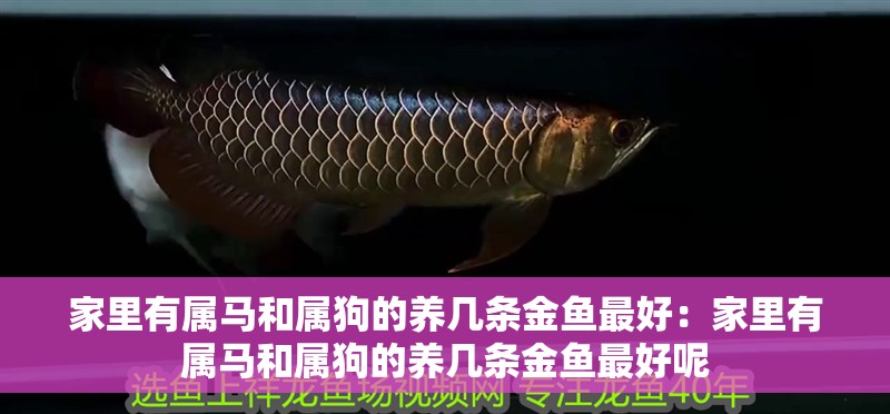 家里有屬馬和屬狗的養(yǎng)幾條金魚最好：家里有屬馬和屬狗的養(yǎng)幾條金魚最好呢 家里有屬馬和屬狗的養(yǎng)幾條金魚最好：家里有屬馬和屬狗的養(yǎng)幾條金魚最好呢 龍魚百科 第1張
