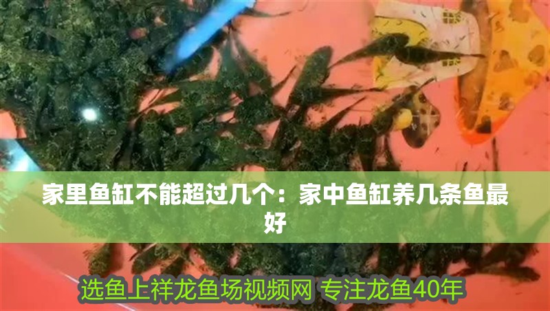 家里魚缸不能超過幾個：家中魚缸養幾條魚最好 家里魚缸不能超過幾個：家中魚缸養幾條魚最好 龍魚百科 第1張