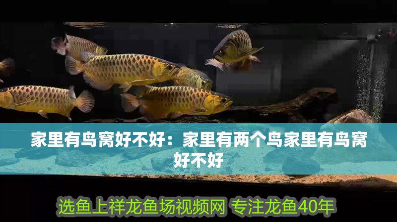 家里有鳥窩好不好：家里有兩個鳥家里有鳥窩好不好