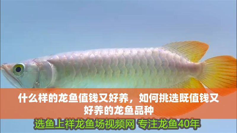 什么樣的龍魚值錢又好養，如何挑選既值錢又好養的龍魚品種