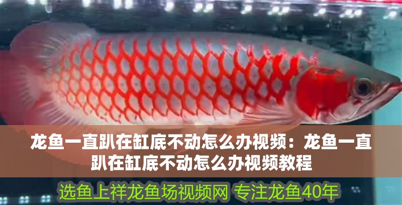 龍魚一直趴在缸底不動怎么辦視頻：龍魚一直趴在缸底不動怎么辦視頻教程