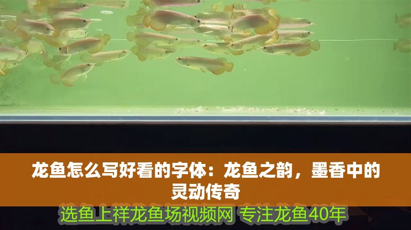 龍魚怎么寫好看的字體：龍魚之韻，墨香中的靈動傳奇