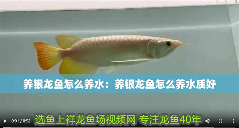 養銀龍魚怎么養水:養銀龍魚怎么養水質好 水族問答 養銀龍魚怎么養水:養銀龍魚怎么養水質好 養銀龍魚怎么養水:養銀龍魚怎么養水質好 水族問答
