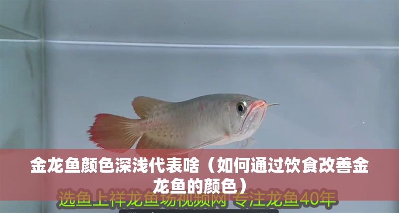 金龍魚(yú)顏色深淺代表啥（如何通過(guò)飲食改善金龍魚(yú)的顏色） 金龍魚(yú)顏色深淺代表啥（如何通過(guò)飲食改善金龍魚(yú)的顏色） 龍魚(yú)百科 第2張