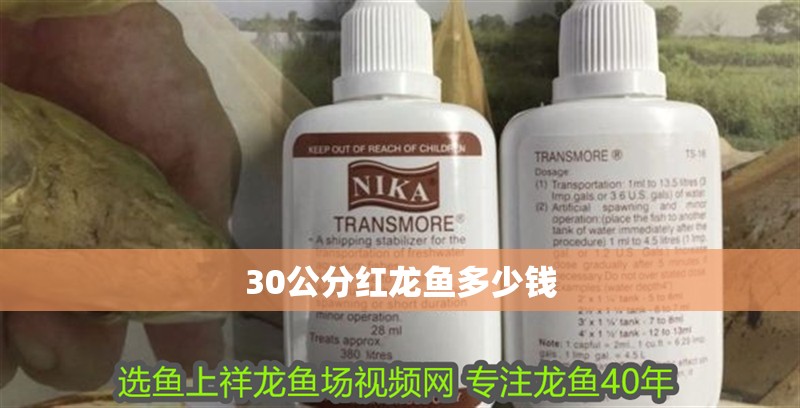 30公分紅龍魚(yú)多少錢
