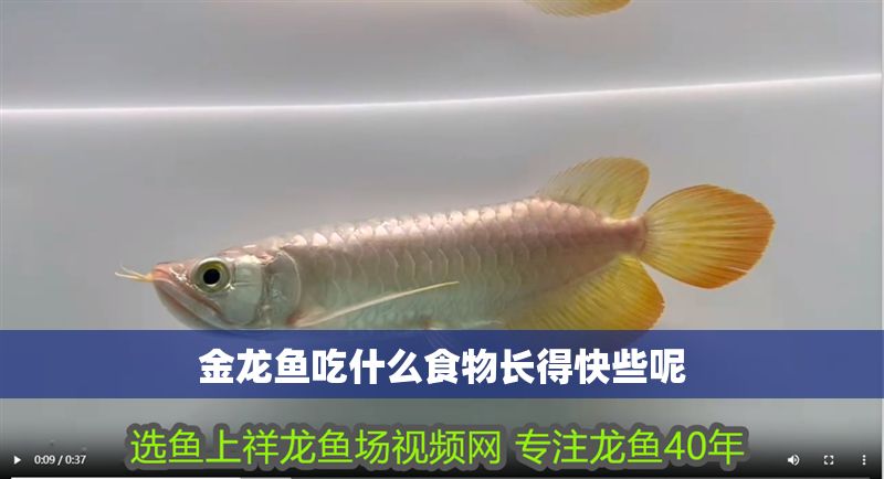 金龍魚吃什么食物長(zhǎng)得快些呢