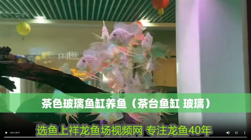 茶色玻璃魚缸養(yǎng)魚（茶臺魚缸 玻璃） 茶色玻璃魚缸養(yǎng)魚（茶臺魚缸 玻璃） 龍魚百科 第1張