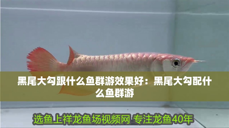黑尾大勾跟什么魚群游效果好：黑尾大勾配什么魚群游