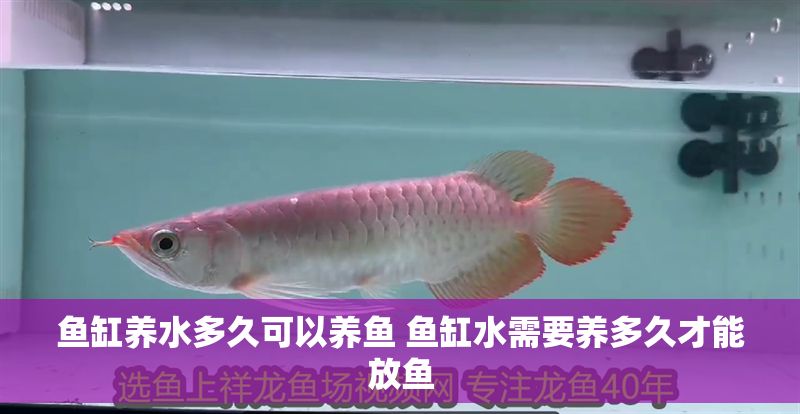 魚缸養(yǎng)水多久可以養(yǎng)魚 魚缸水需要養(yǎng)多久才能放魚