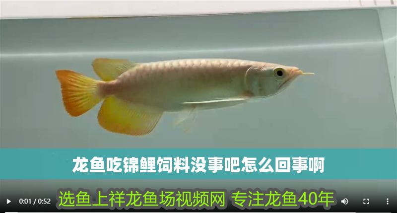 龍魚吃錦鯉飼料沒事吧怎么回事啊