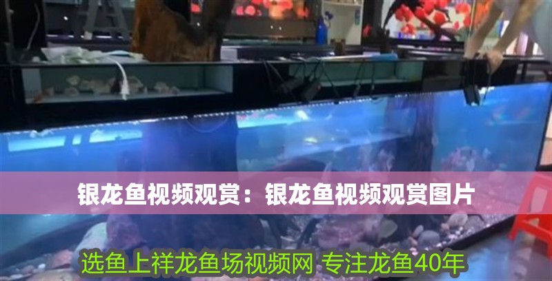 銀龍魚視頻觀賞：銀龍魚視頻觀賞圖片