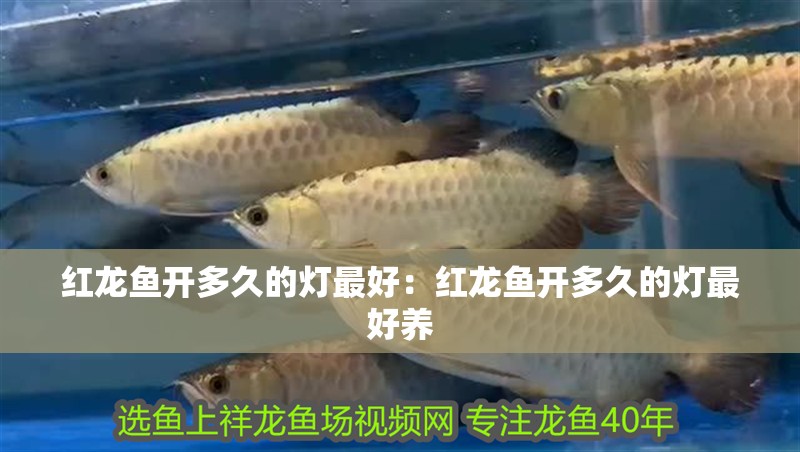 紅龍魚開多久的燈最好：紅龍魚開多久的燈最好養(yǎng)