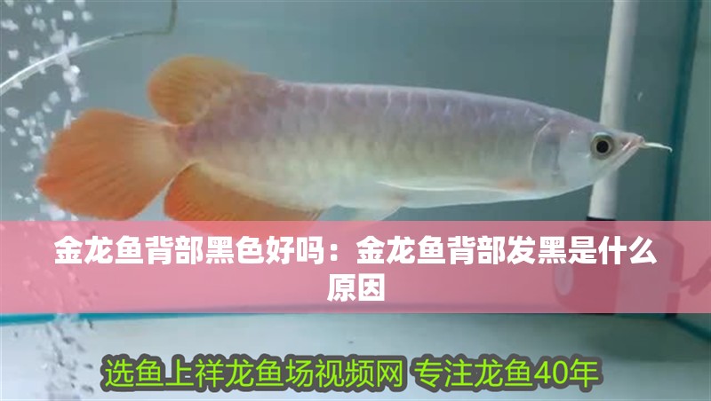 金龍魚背部黑色好嗎：金龍魚背部發黑是什么原因 金龍魚背部黑色好嗎：金龍魚背部發黑是什么原因 龍魚百科