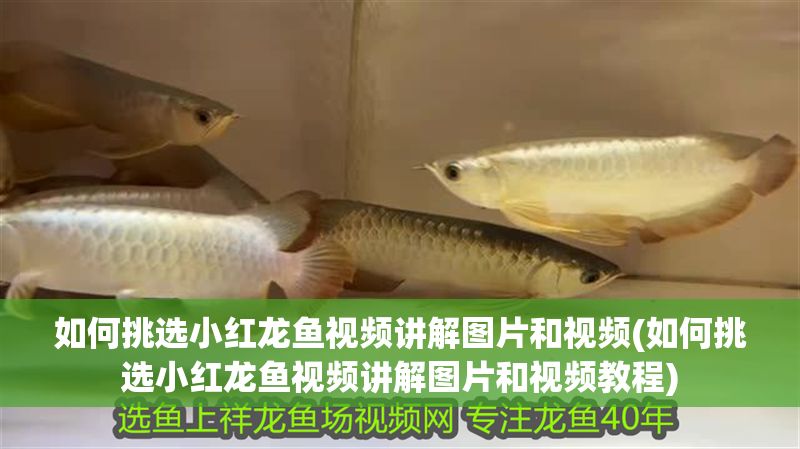 如何挑選小紅龍魚視頻講解圖片和視頻(如何挑選小紅龍魚視頻講解圖片和視頻教程) 如何挑選小紅龍魚視頻講解圖片和視頻(如何挑選小紅龍魚視頻講解圖片和視頻教程) 龍魚百科 第1張