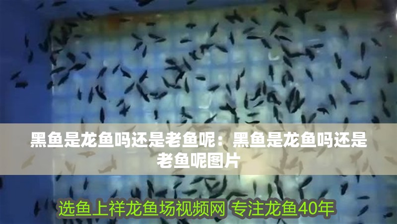 黑魚是龍魚嗎還是老魚呢：黑魚是龍魚嗎還是老魚呢圖片
