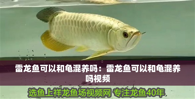 雷龍魚可以和龜混養嗎：雷龍魚可以和龜混養嗎視頻