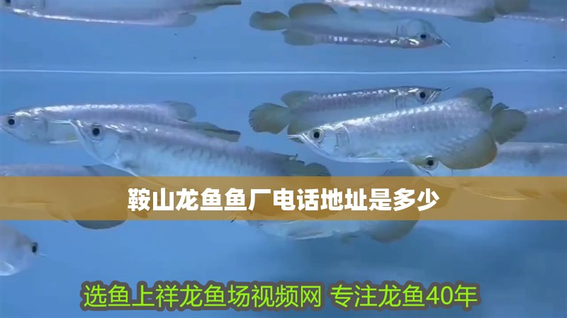 鞍山龍魚(yú)魚(yú)廠電話地址是多少