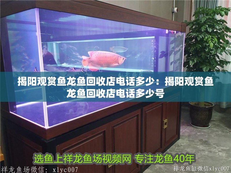 揭陽(yáng)觀賞魚龍魚回收店電話多少：揭陽(yáng)觀賞魚龍魚回收店電話多少號(hào) 揭陽(yáng)觀賞魚龍魚回收店電話多少：揭陽(yáng)觀賞魚龍魚回收店電話多少號(hào) 水族問答
