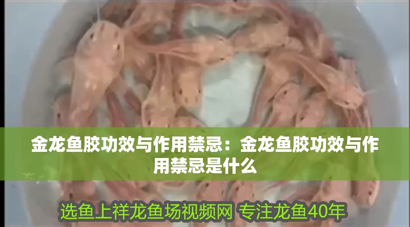 金龍魚膠功效與作用禁忌：金龍魚膠功效與作用禁忌是什么